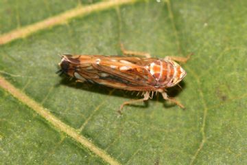 Flavescenza dorata della vite: massima attenzione